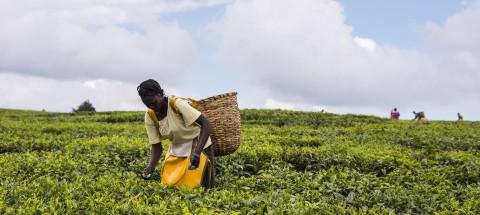 African woman harvesting high quality tender tea leaves & flushes by hand - Nandi Hills, Kenya
