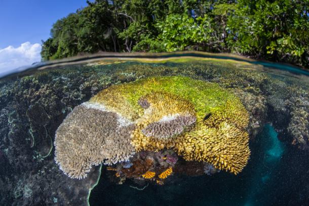 Corals bleaching/ Ethan Daniels