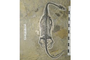 Fósil de Keichousaurus en el Geoparque mundial de la UNESCO de Xingyi, China