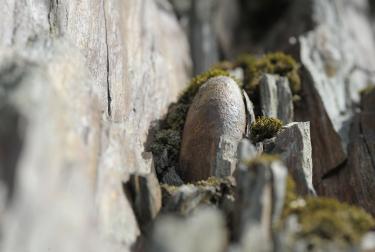 Esquisto brioveriano con guijarros silíceos de la zona de Pont Landry, Geoparque mundial de la UNESCO Normandie-Maine, Francia