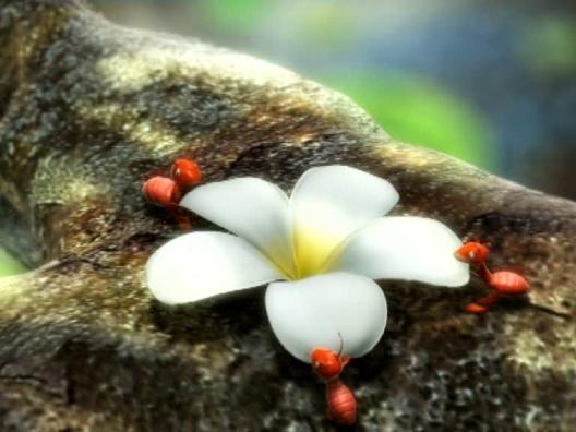Flowers Bloom | Culture of Peace - UNESCO Multimedia Archives