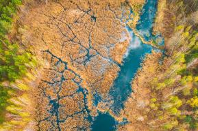 aerial view of a forest and stream