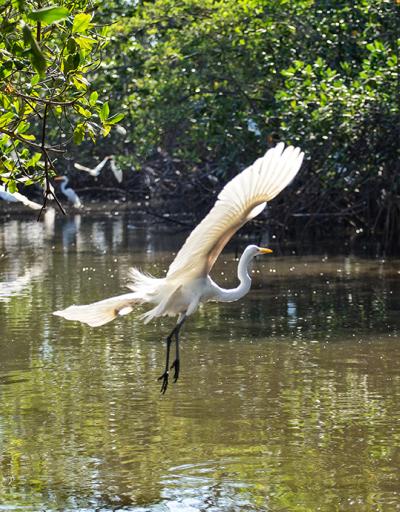 White Egret in a mangrove forest in Nicaragua