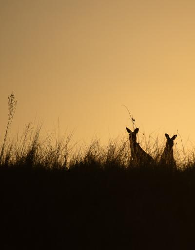 Picture of a silhouette of 2 kangaroos sitting in the grass against a yellow sky