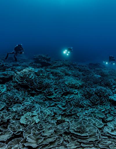 Ocean Corals UNESCO 