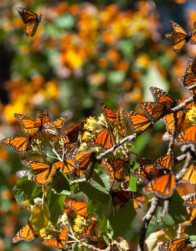 Monarch butterflies on a branch