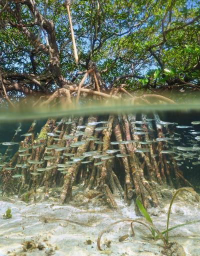 Les mangroves et des poissons