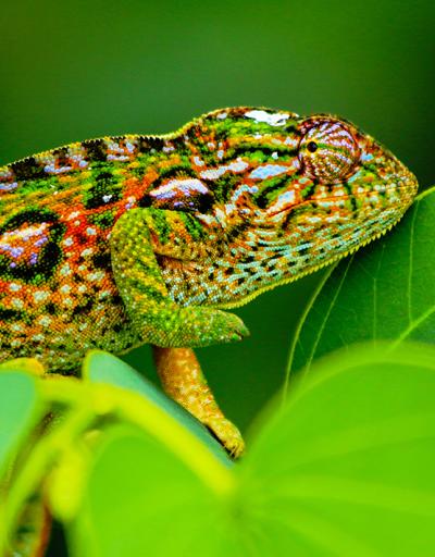 Jeweled Chameleon (Furcifer lateralis), Madagascar