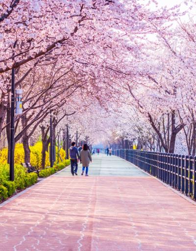 La floraison des cerisiers du printemps à Séoul, Corée du Sud.