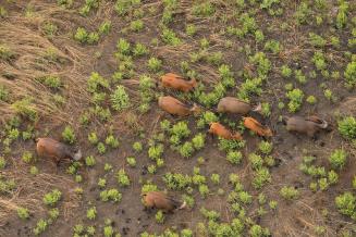 African buffaloes seen from above in the Protected Area Complex of Northeast Central African Republic Biosphere Reserve