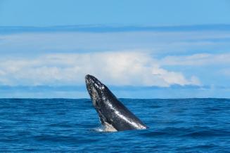 A whale in the Tribugá-Cupica-Baudó Biosphere Reserve, on the Pacific Coast of Colombia. The biosphere reserve contains diverse ecosystems that are rich in biodiversity, including marine areas.