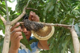 harvesting honey from Apis Florea bees sustainably, Tonle Sap Biosphere Reserve, Cambodia