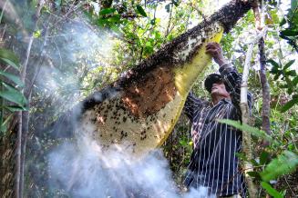 harvesting honey from Apis Dorsata bees sustainably, Tonle Sap Biosphere Reserve, Cambodia