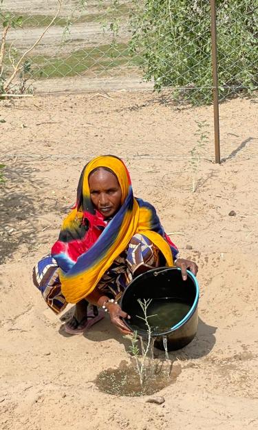 Woman is watering plant in Artomossi, Chad, to restore the land cover of the wadi, preventing further desertification