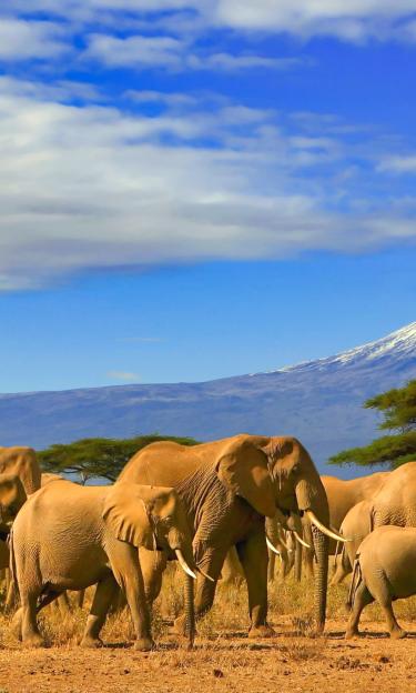Kilimanjaro National Park is a natural World Heritage site