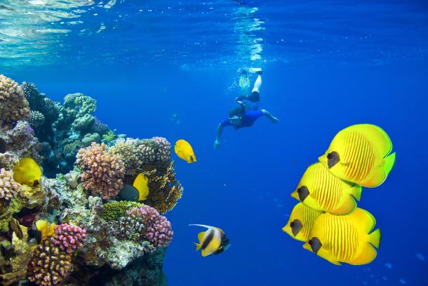 Scuba Diver and Tropical Fish School on the Red Sea Reef