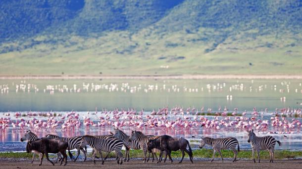 Zebras and flamingoes in the Ngorongoro Crater
