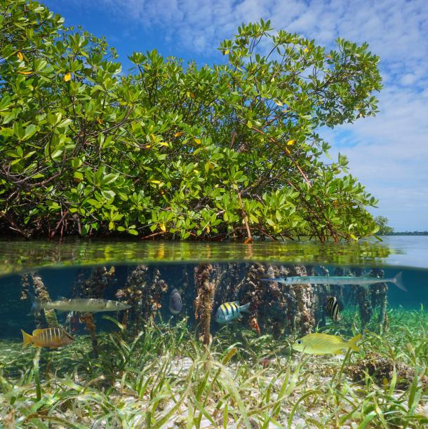 mangrove ecosystem in the Caribbean