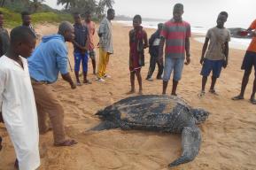 Conservation of Sea Turtles of Côte d’Ivoire 