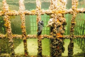 Greener Pastures: Co-restoring endangered Posidonia australis seagrass and White's Seahorse in south-eastern Australia