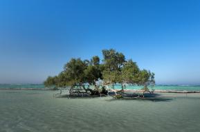 Virtual Exhibition – Mangroves: Guardians of Coastal Ecosystems in the Arab Region