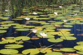 Harmony in Wetlands- Nurturing Nature, Sustaining Cities, and Fostering Global Well-being