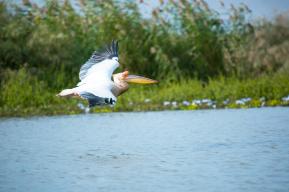 Le Parc national des oiseaux du Djoudj bénéficie du soutien de l'UNESCO