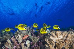 Océan : plan d’urgence pour la résilience des récifs coralliens du Patrimoine mondial de l’UNESCO