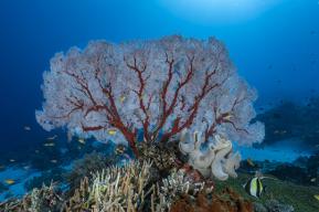 窒息的海洋：海洋缺氧，我们了解多少？