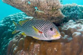 Gran Barrera de coral: Australia pondrá en marcha las medidas urgentes pedidas por la UNESCO