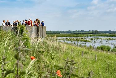 Visitors at the geosite of the Brabant Escarpment, Schelde Delta UNESCO Global Geopark, Belgium and Kingdom of the Netherlands. A group of tourists are on a wooden viewing platform above the wetland and observe the wildlife with binoculars. 
