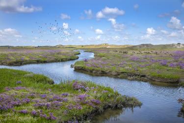 Géosite Het Zwin; Géoparc mondial UNESCO du Schelde Delta, Belgique et Royaume des Pays Bas. Une rivière coule paisiblement, entouré d'herbe verte et de bruyère violette. Un group d'oiseaux traverse le ciel, et des collines se profilent au loin. 