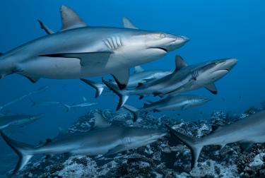 Tahití, en la Polinesia Francesa. Los tiburones grises de arrecife (Carcharhinus amblyrhynchos) viven en grupo durante el día y se separan solo para cazar cuando cae la noche.