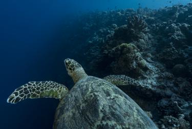 A hawksbill sea turtle (Eretmochelys imbricata) in the waters of Tubbataha Reefs Natural Park in the Philippines.