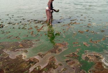 Femme récoltant de la spiruline dans le lac Tchad, les eaux sont couleur émeraudes dues à l'algue